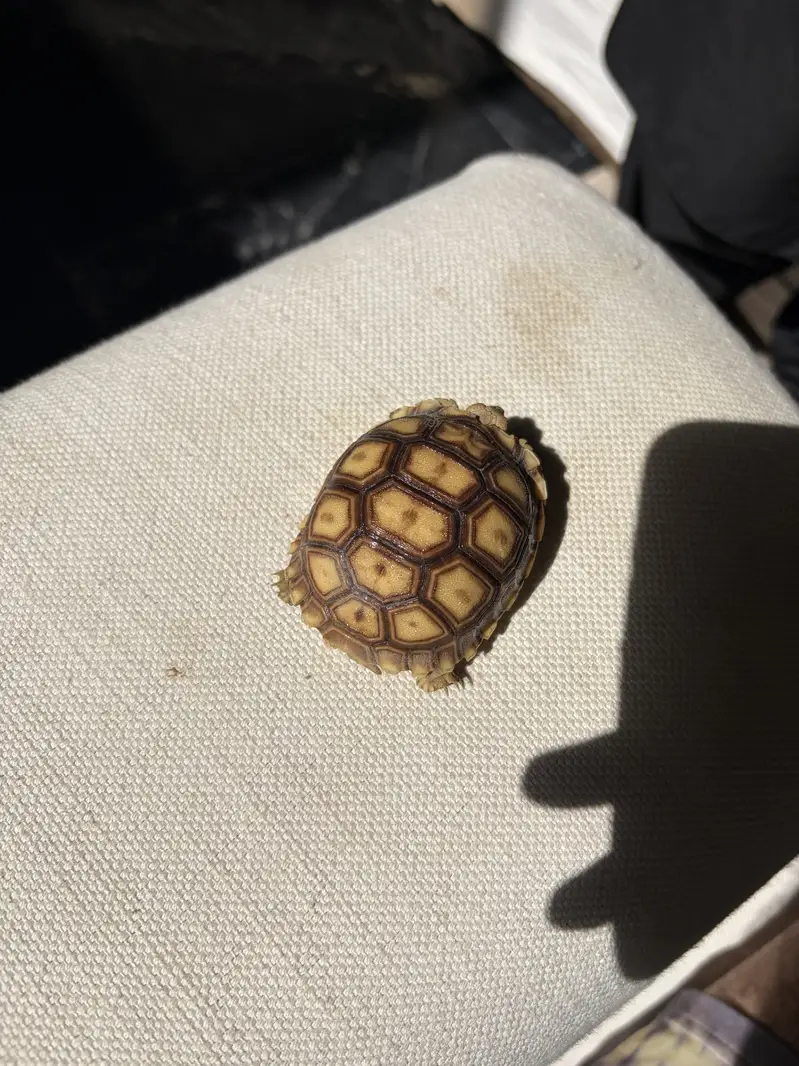 Tortoise — photo 3
