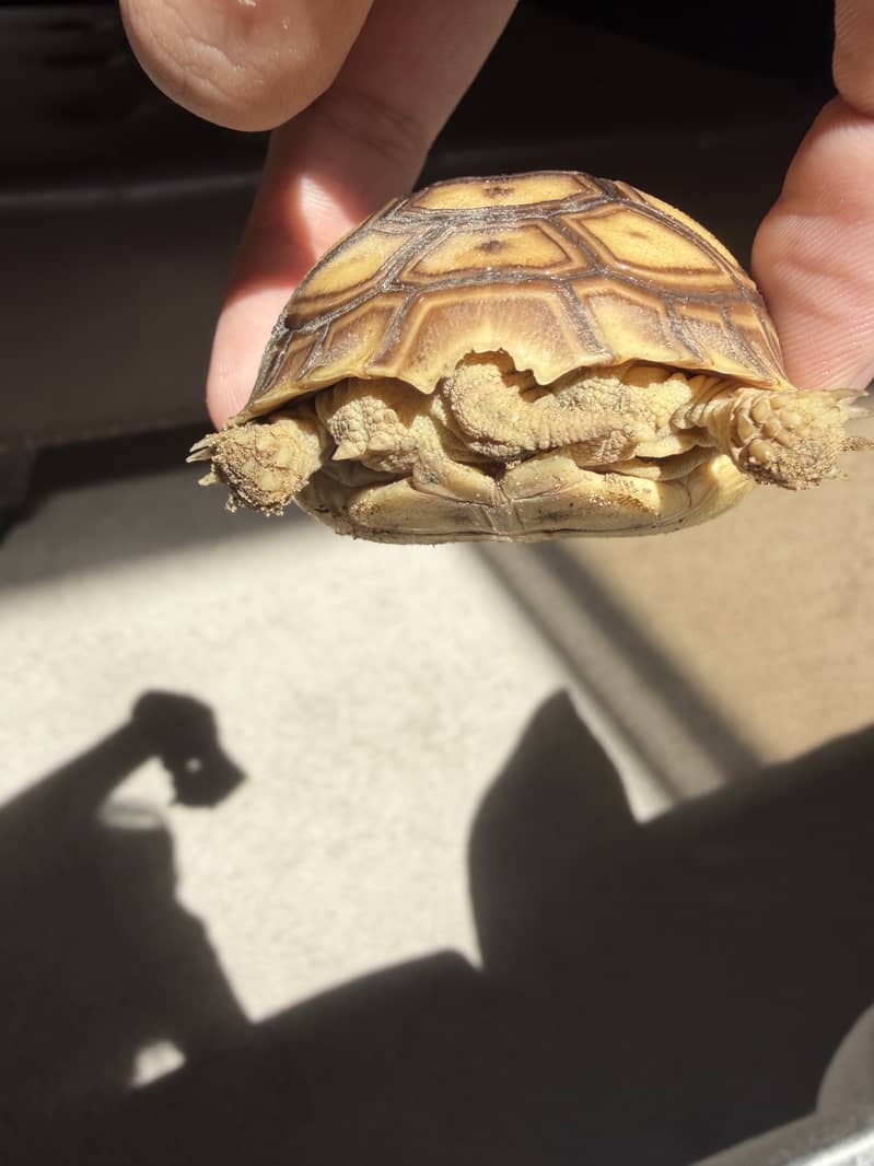 Tortoise 3