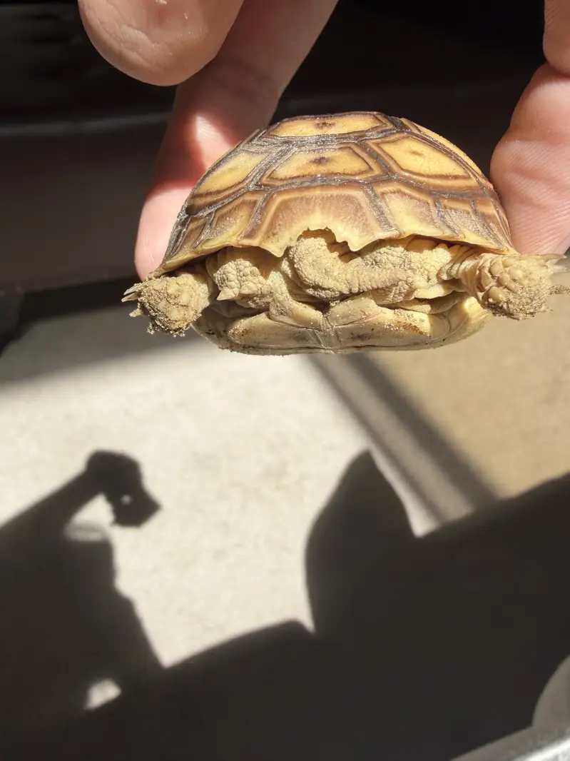 Tortoise — photo 4