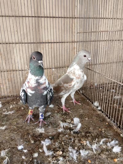 breedar pair