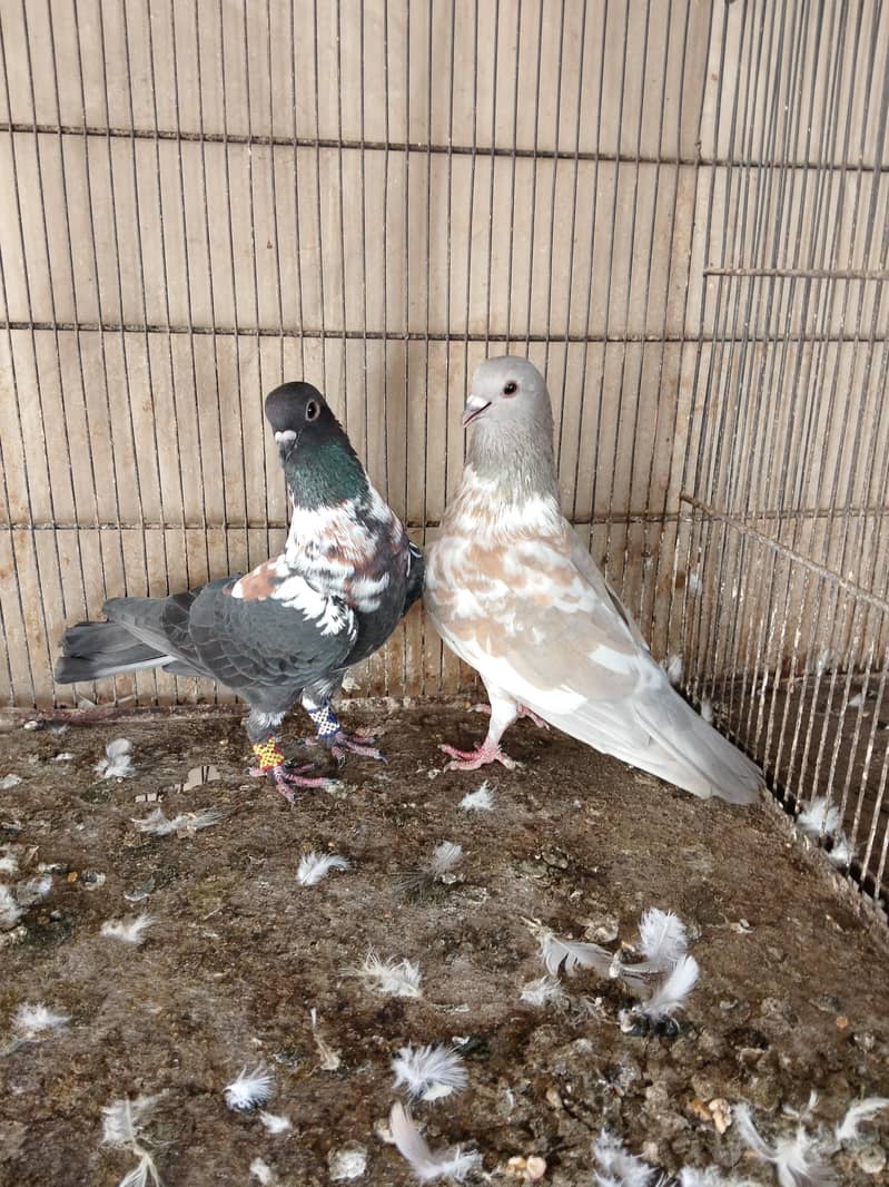 breedar pair 1