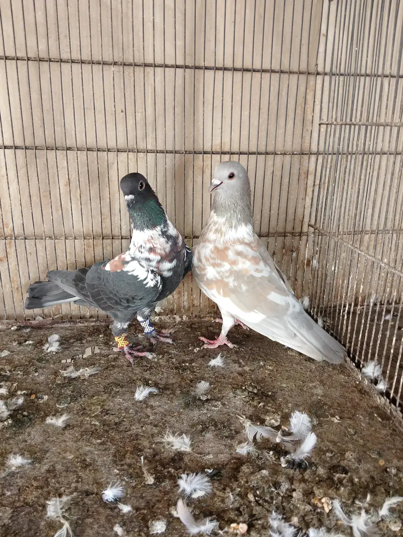 breedar pair — photo 2