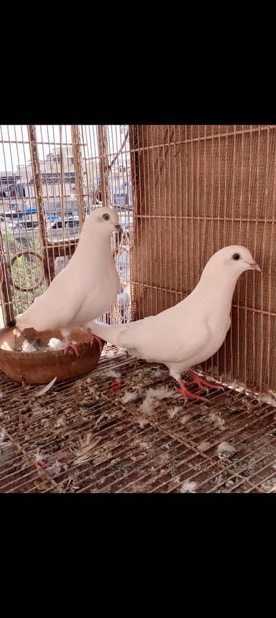 kaldumi Female white naar