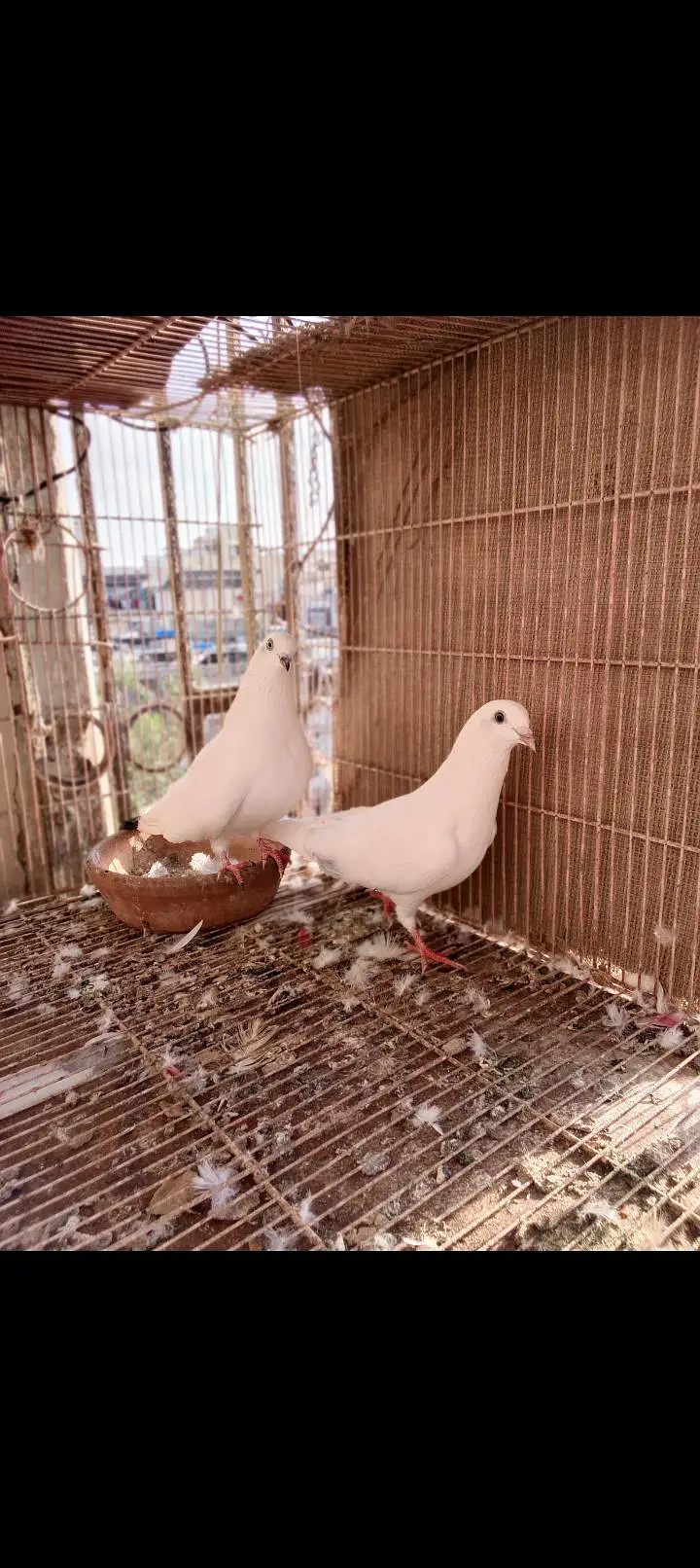 kaldumi Female white naar — photo 2