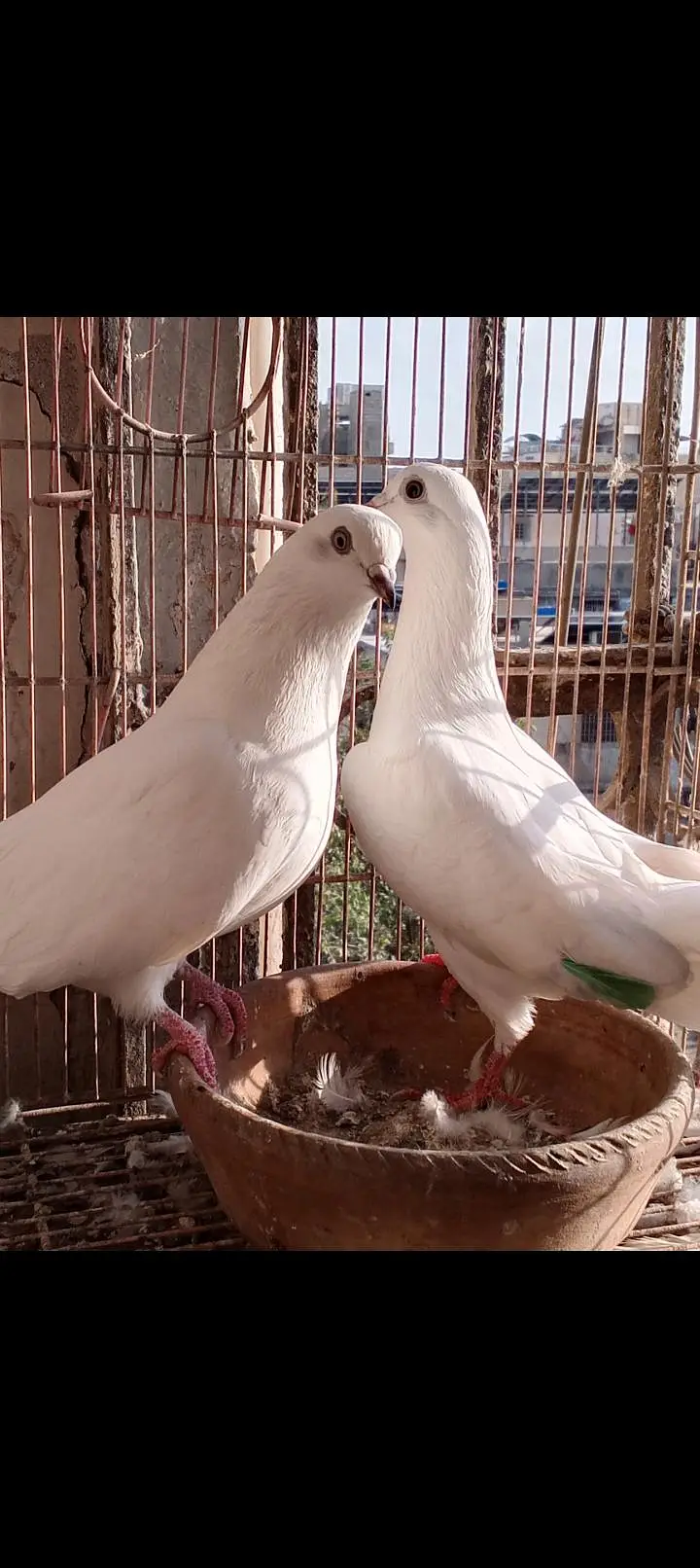 kaldumi Female white naar — photo 3
