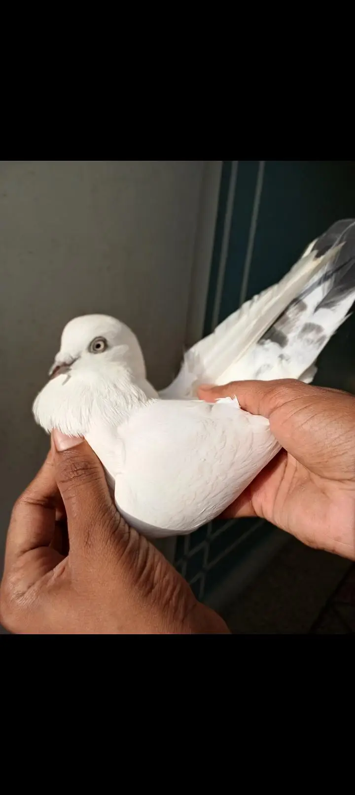 kaldumi Female white naar — photo 4