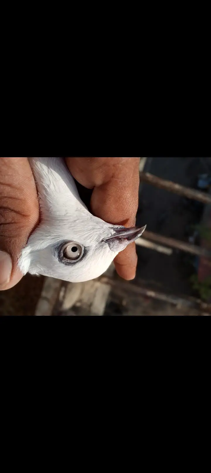 kaldumi Female white naar — photo 5