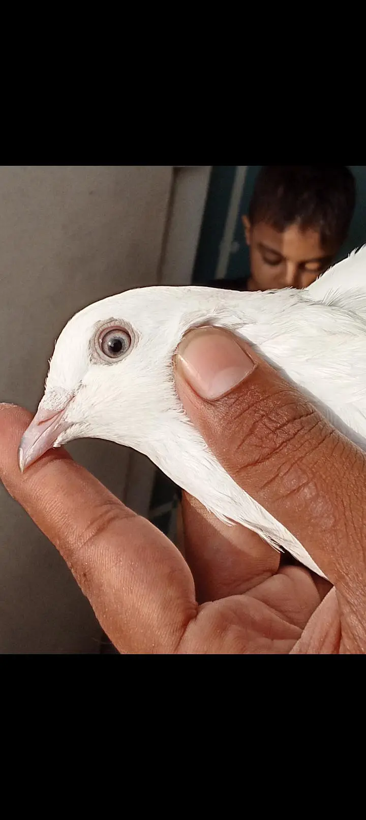 kaldumi Female white naar — photo 7