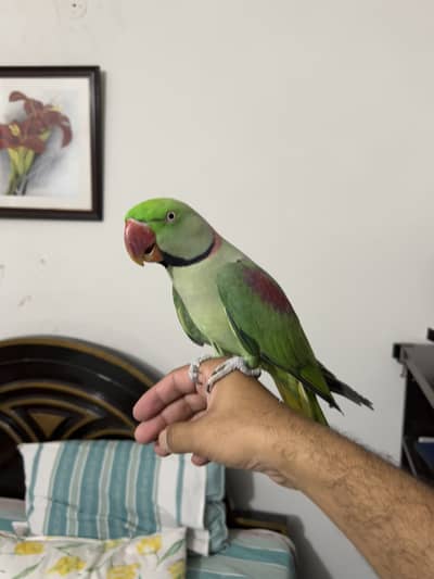 Handtame bolny wala toota green