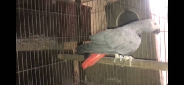 African grey parrot female wild