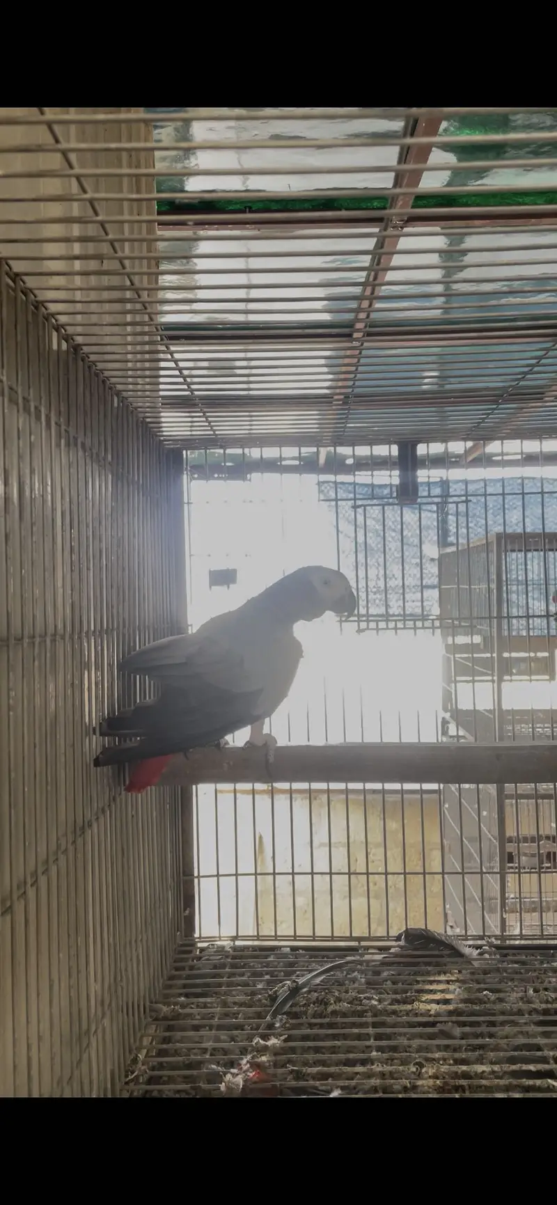 African grey parrot female wild — photo 2