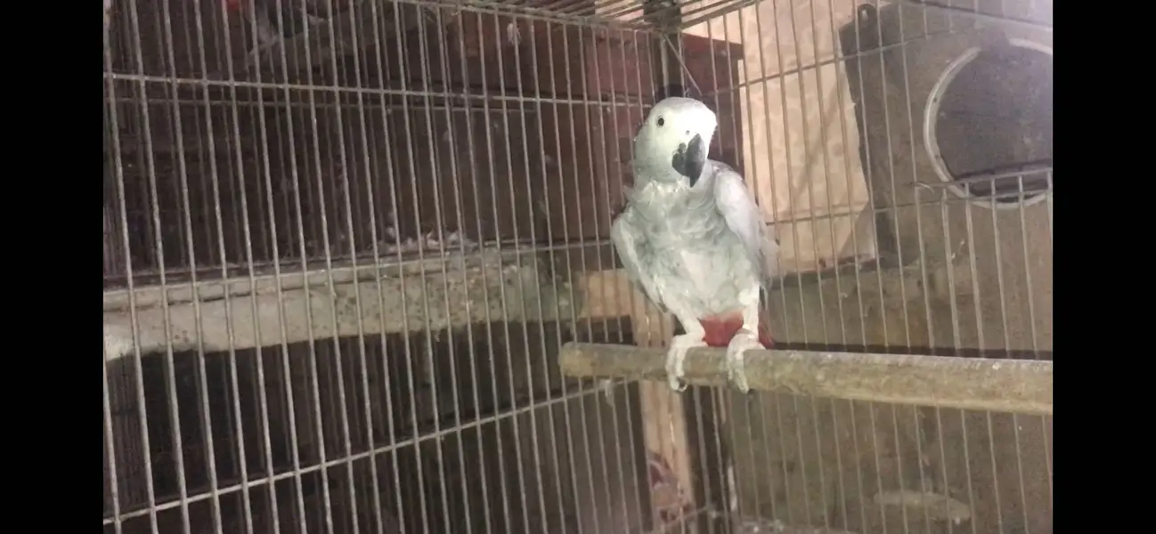 African grey parrot female wild — photo 3
