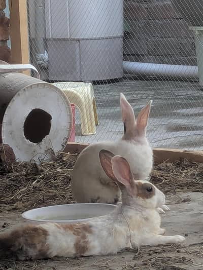 Desi rabbits for sale