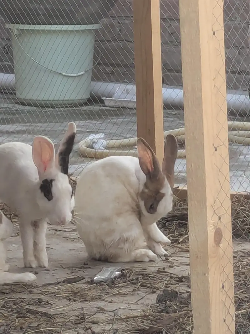 Desi rabbits for sale — photo 2