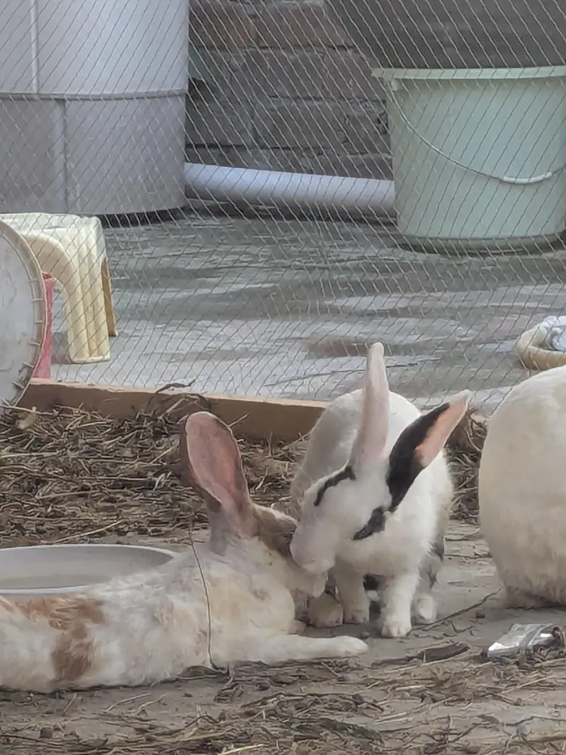 Desi rabbits for sale — photo 3
