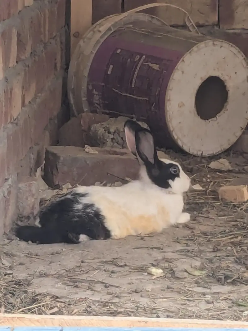 Desi rabbits for sale — photo 4