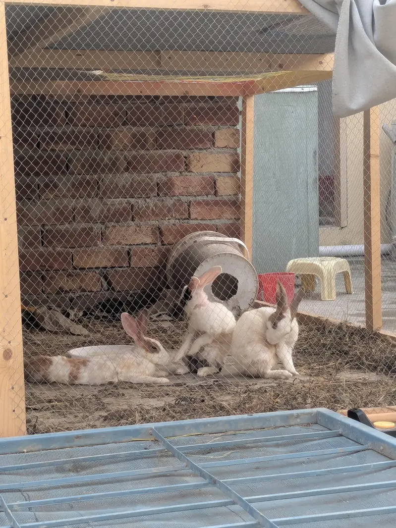Desi rabbits for sale — photo 5