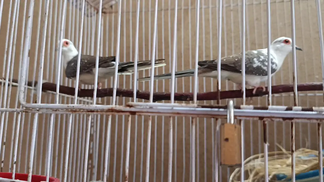 Doves — photo 3