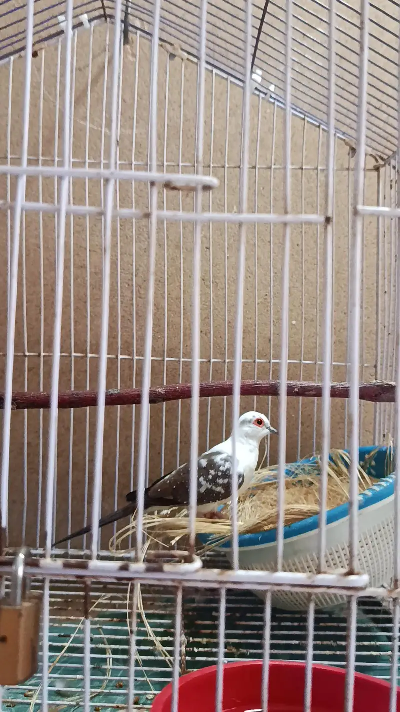 Doves — photo 4
