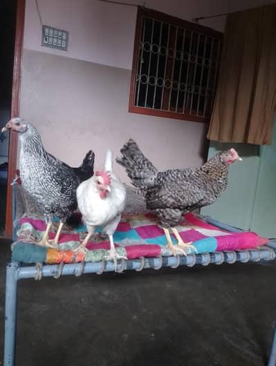 mashallah health or active hen