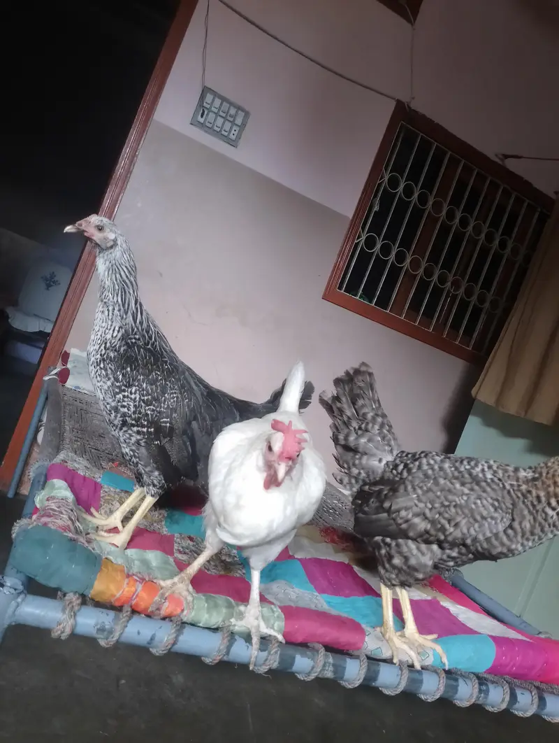 mashallah health or active hen — photo 2