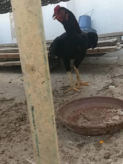 balck lasnai male allmduallah full active