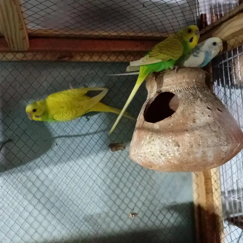 buggie paroote fi — photo 3