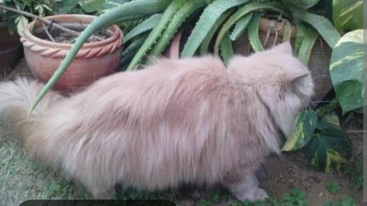 pure persian cat for matting