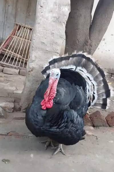 Turkey