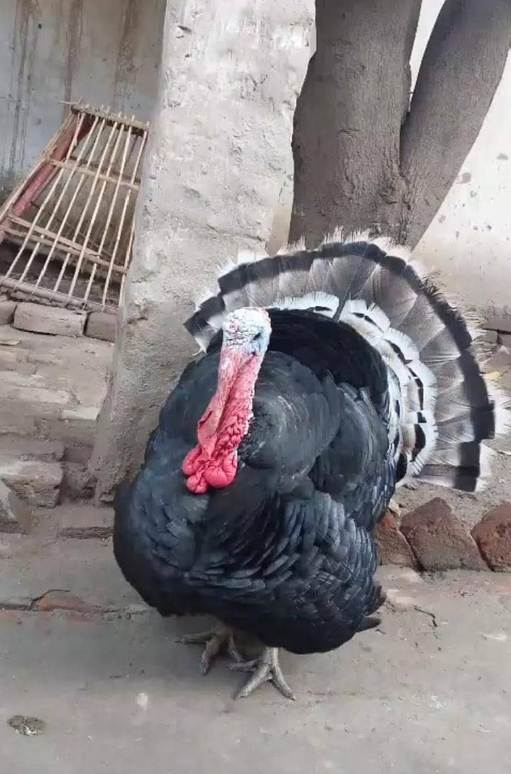 Turkey 0