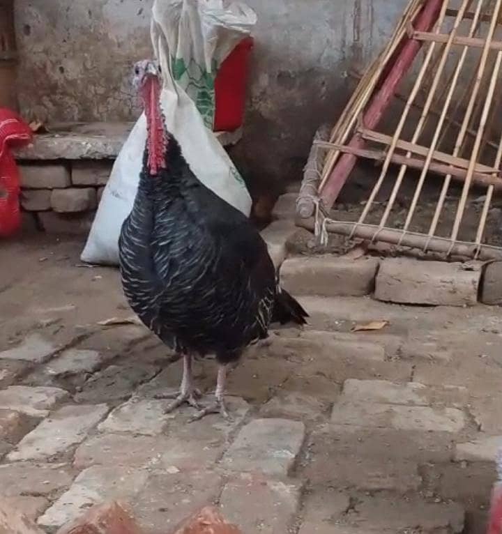 Turkey 1