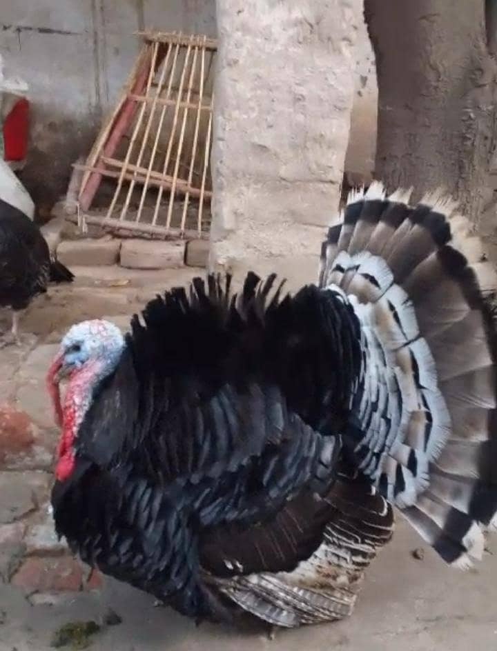 Turkey 2
