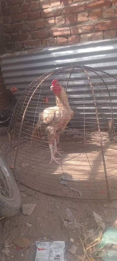 mianwali breeder male amruha female pair
