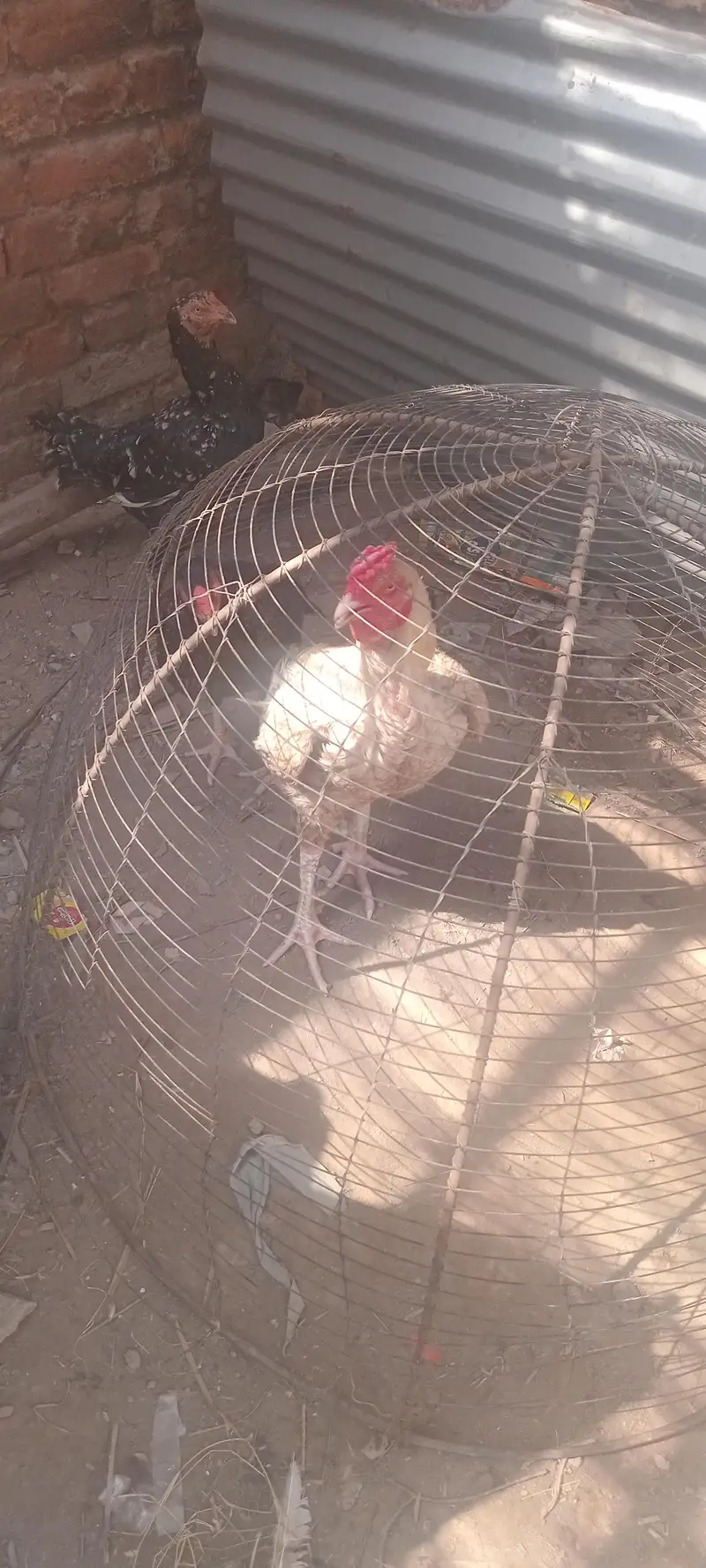 mianwali breeder male amruha female pair — photo 2