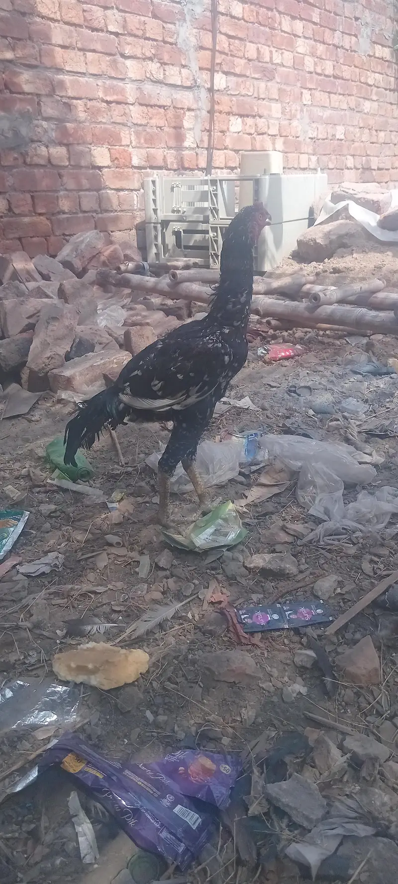 mianwali breeder male amruha female pair — photo 3