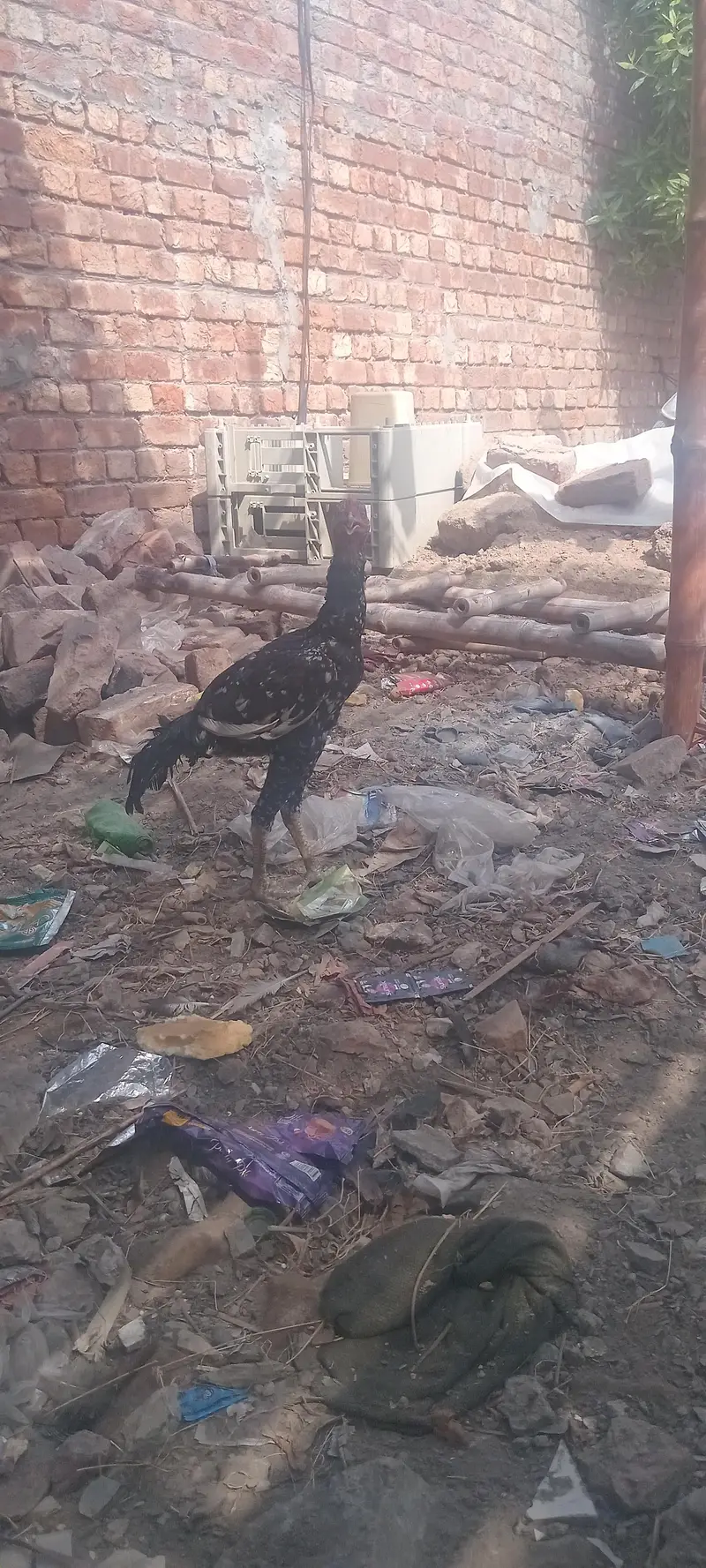 mianwali breeder male amruha female pair — photo 4