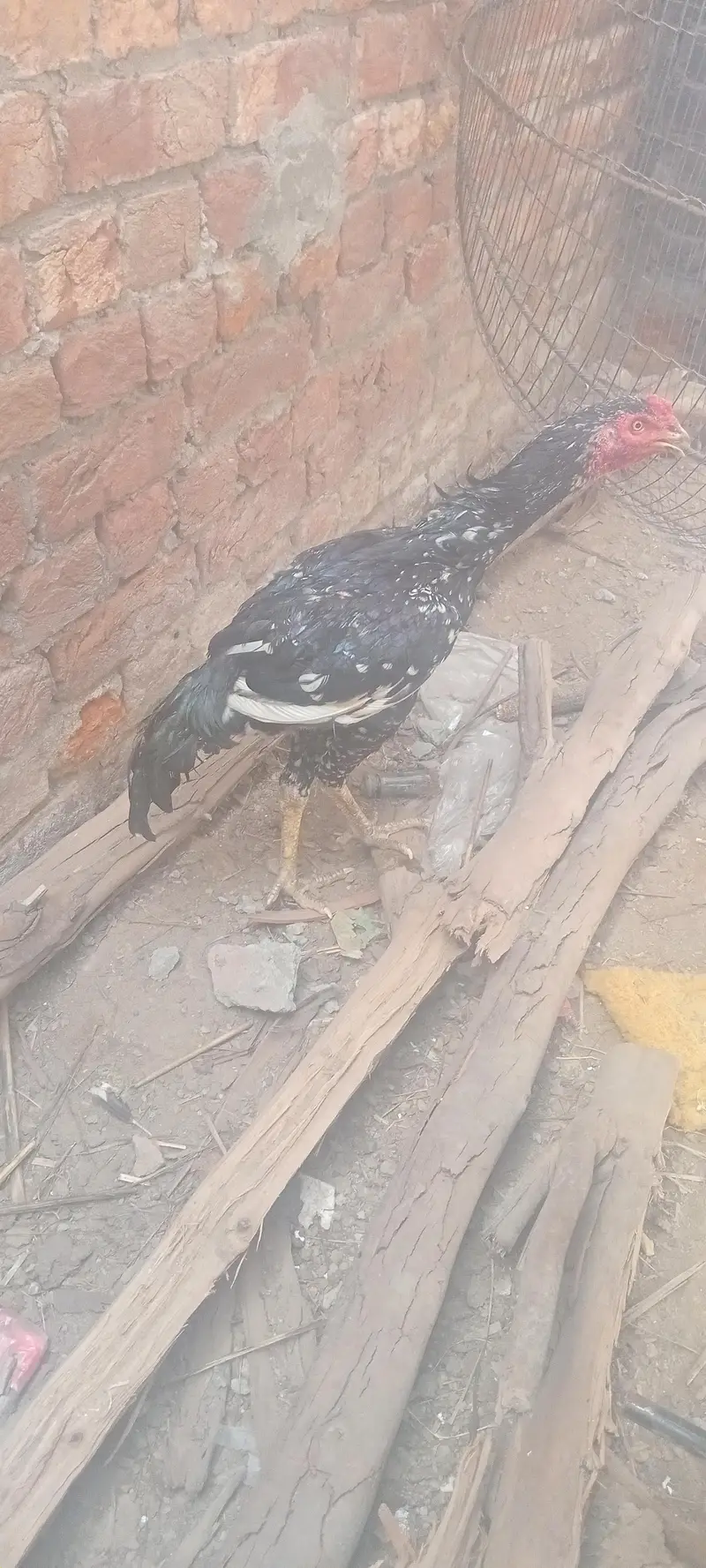 mianwali breeder male amruha female pair — photo 5