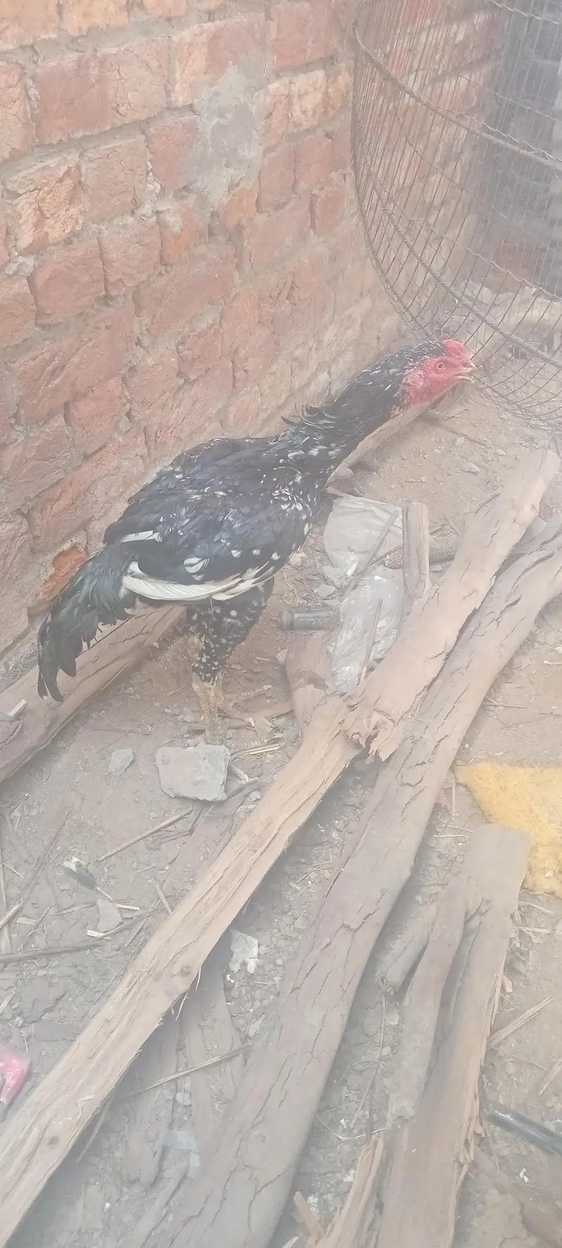 mianwali breeder male amruha female pair — photo 6