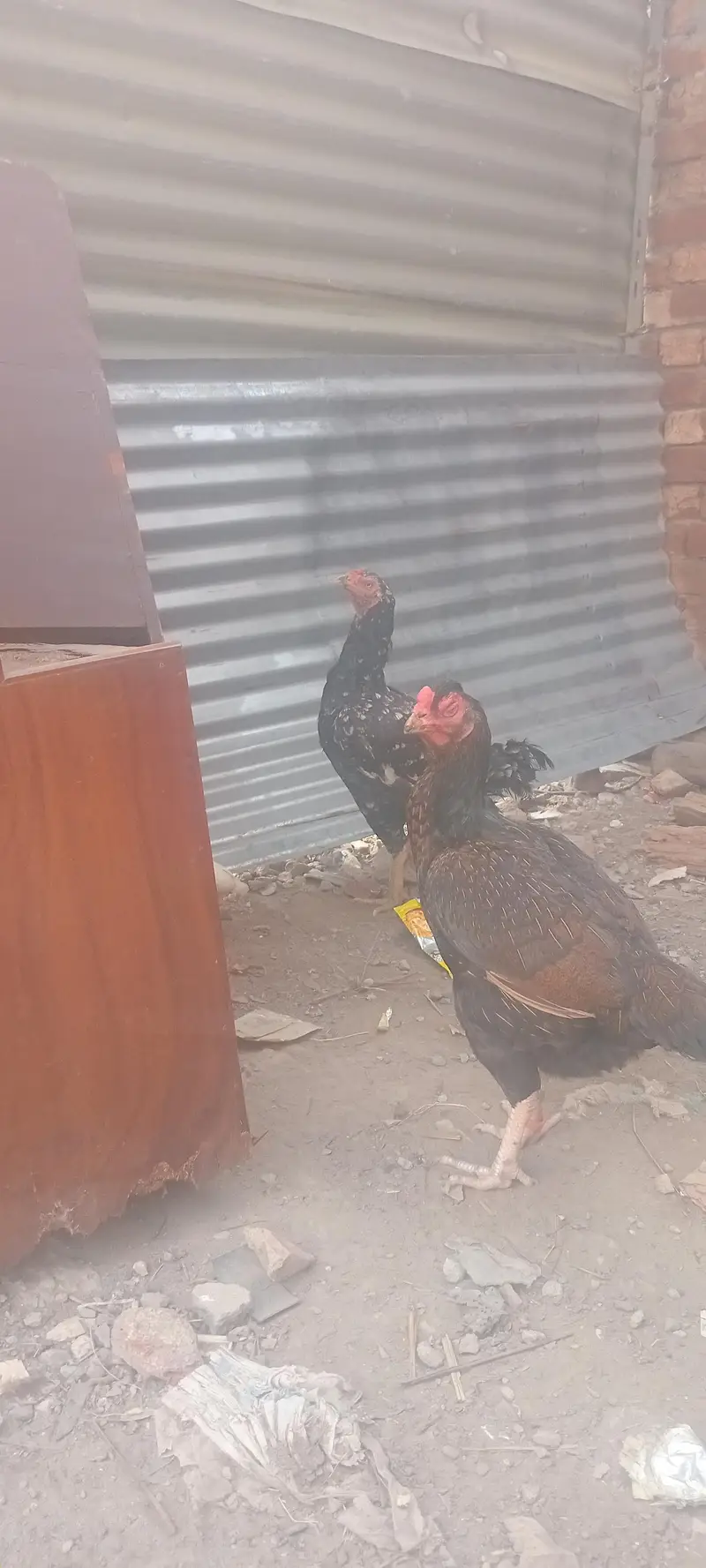 mianwali breeder male amruha female pair — photo 7