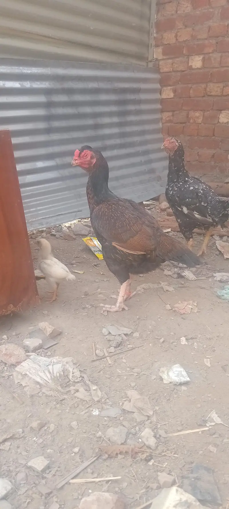mianwali breeder male amruha female pair — photo 8
