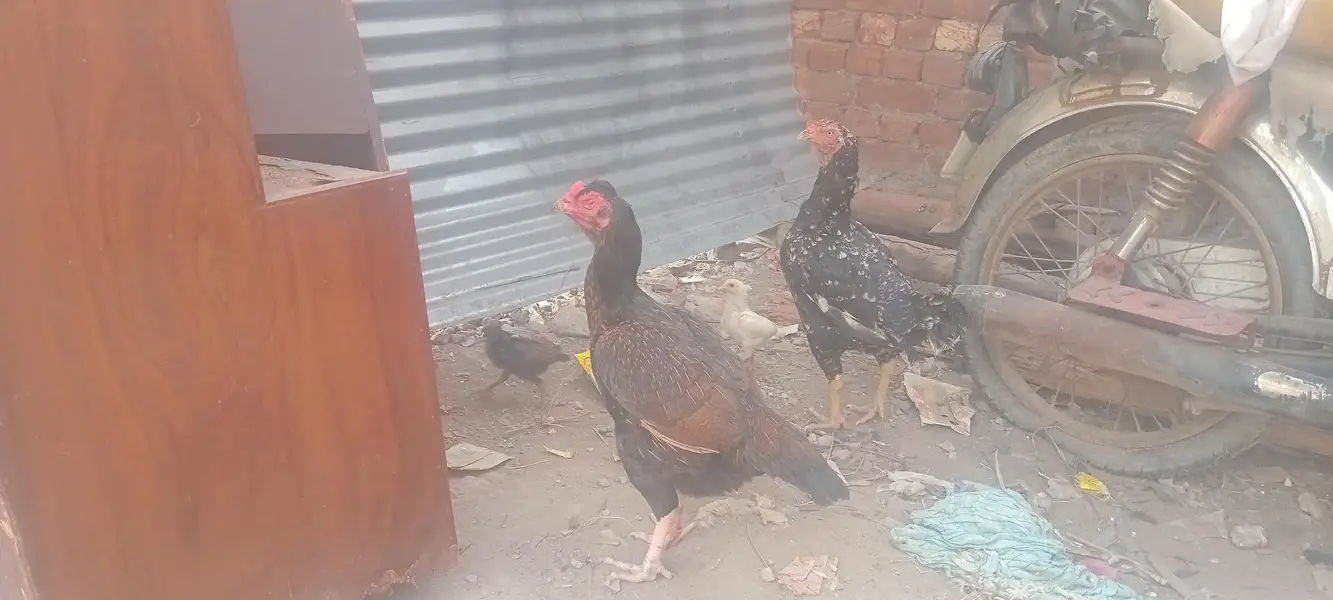 mianwali breeder male amruha female pair — photo 9