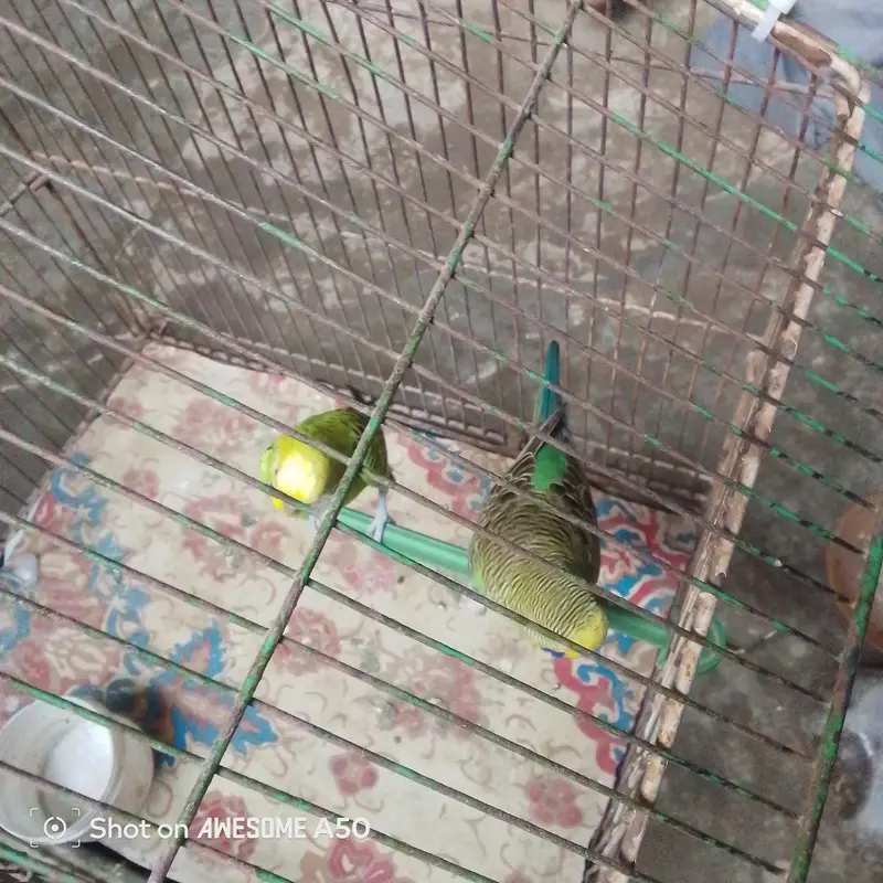 bajri — photo 2