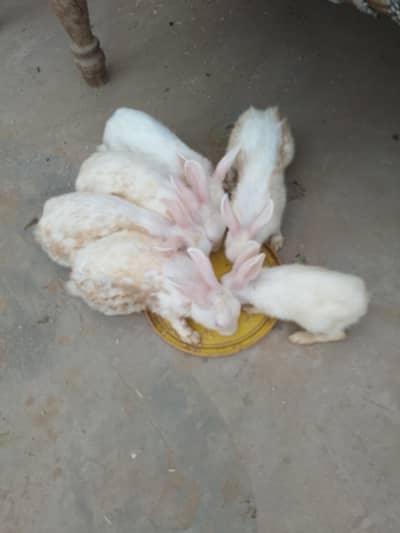 White Red Eyes Rabbits for sale