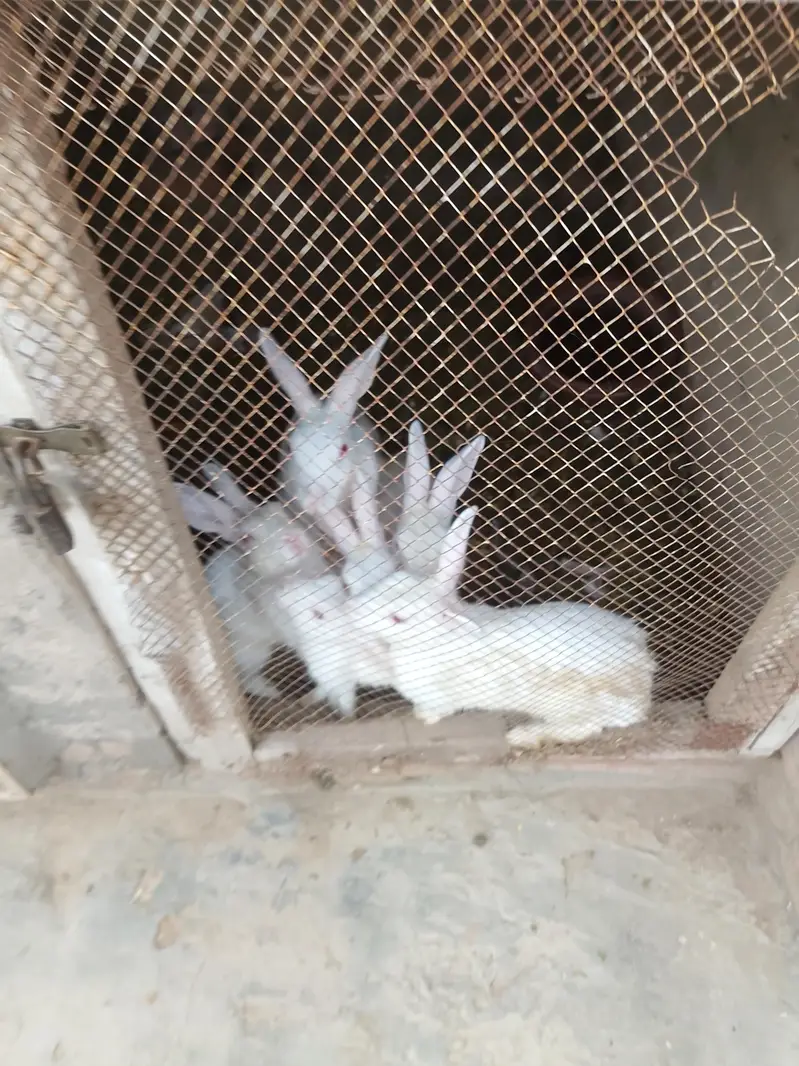 White Red Eyes Rabbits for sale — photo 2