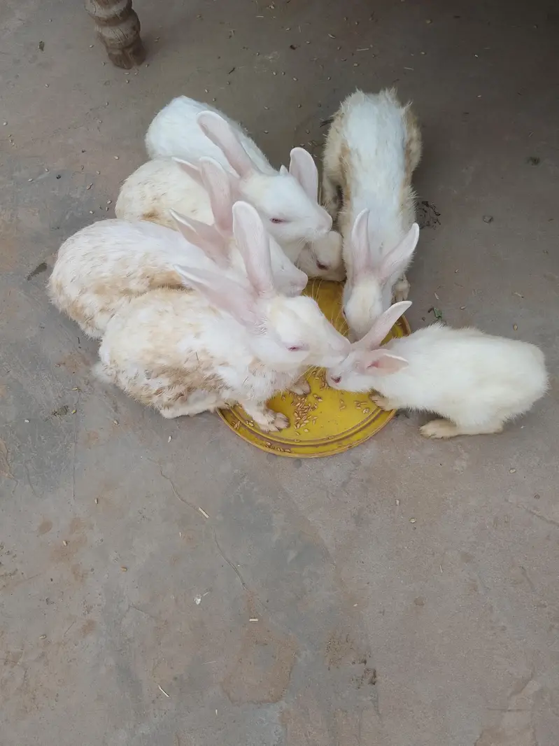 White Red Eyes Rabbits for sale — photo 3