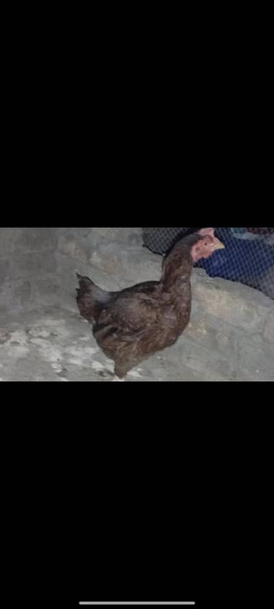 forsale in attock or exchange with kuruk murgi