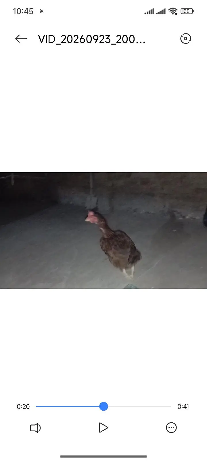 forsale in attock or exchange with kuruk murgi — photo 2