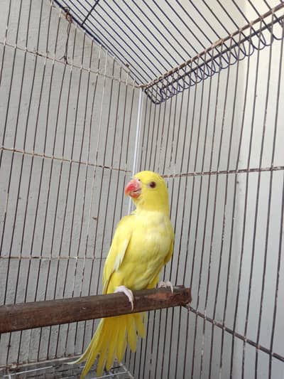 Sami tame male phata available all ok