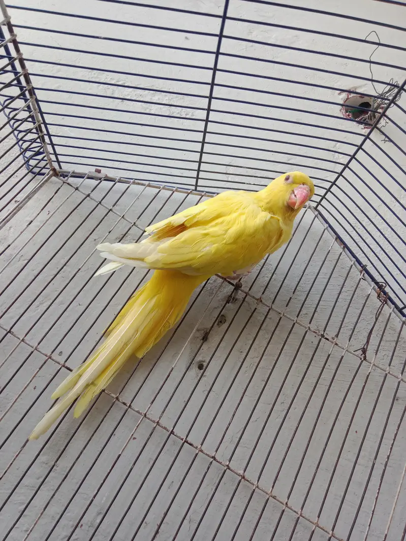 Sami tame male phata available all ok — photo 2