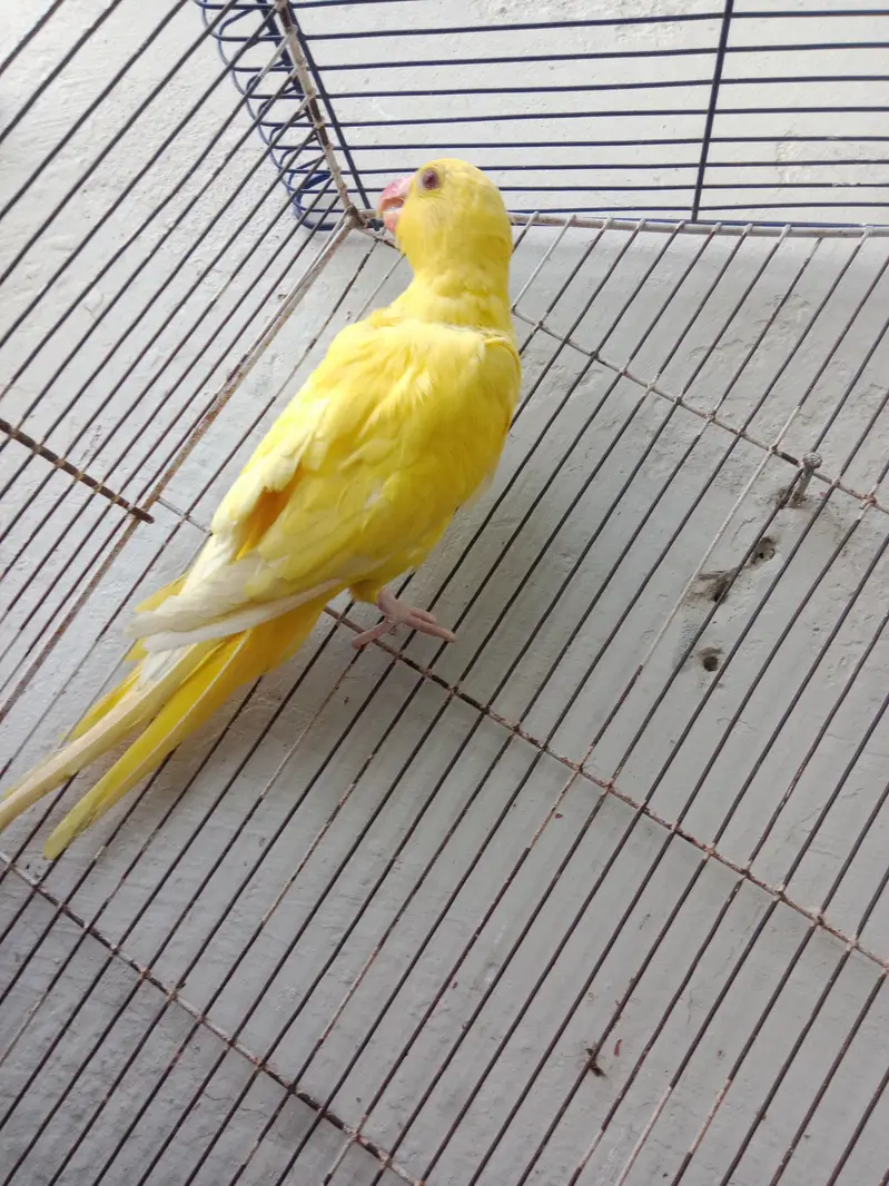 Sami tame male phata available all ok — photo 3